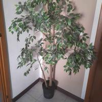 pianta finta