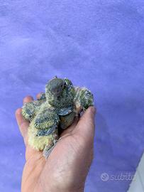 Pulli di inseparabili