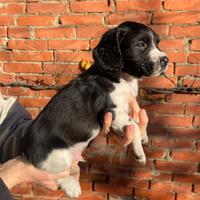 Cuccioli Springer Spaniel