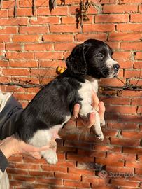 Cuccioli Springer Spaniel