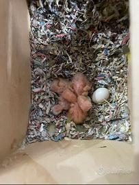 Pappagalli Inseparabili