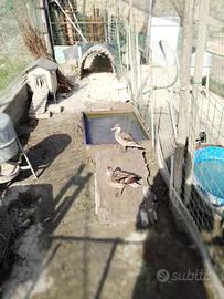 Anatre Codone delle Bahamas