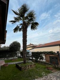 Palma adulta 6 metri