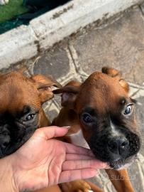 Boxer