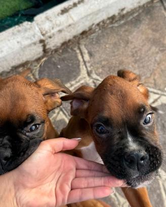 Boxer