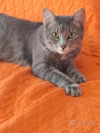 Gatto in adozione 