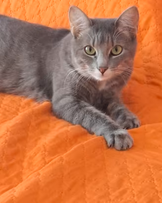 Gatto in adozione 