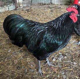 Australorp