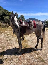 Arabo 2 anni maschio