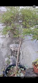 Pianta