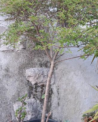Pianta