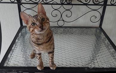 Cuccioli e cuccioloni Bengala
