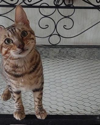 Cuccioli e cuccioloni Bengala