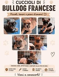 Bulldog francese