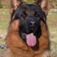 Pastore tedesco maschio