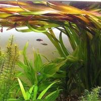 Vallisneria spiralis 10pz