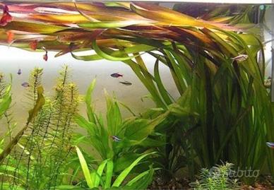 Vallisneria spiralis 10pz