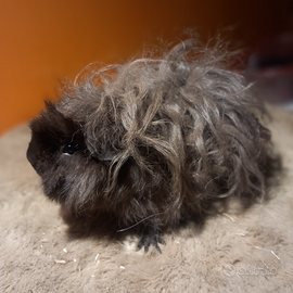 Cavie di razza lunkarya e sheltie