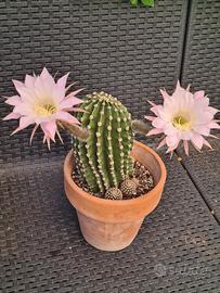 Echinopsis eyriesii 