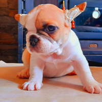 Bulldog francese esotico