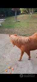 Cavallino Pony