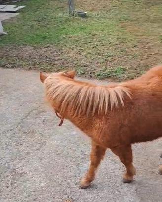 Cavallino Pony