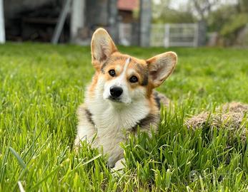 Cuccioli di Corgi