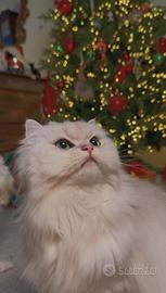 British Longhair Silver Shaded