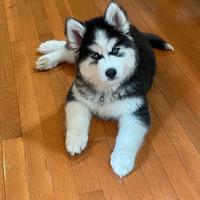 Husky siberiano