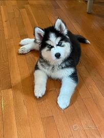 Husky siberiano