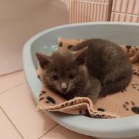 Giniro, gattino similcertosino di 3 mesi e mezzo