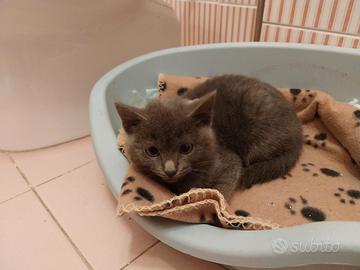 Giniro, gattino similcertosino di 3 mesi e mezzo