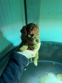 Ultimo barboncino mini toy