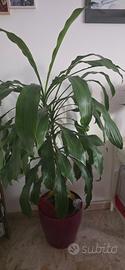 dracaena fragnans