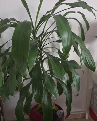 dracaena fragnans