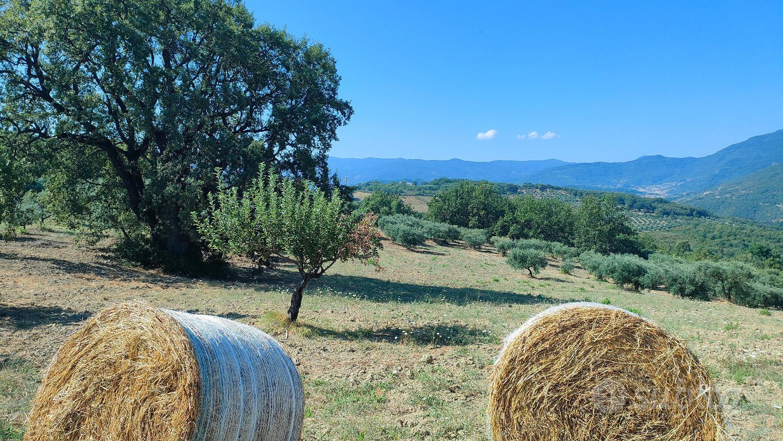 Uliveto in provincia di Cosenza - Vista 2