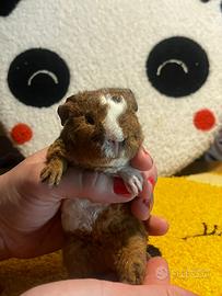 Porcellino d'india cavia us teddy femmina