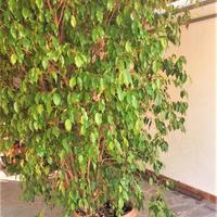 Pianta Ficus Benjamin