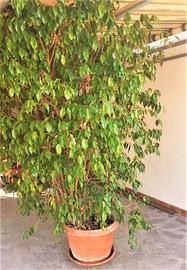 Pianta Ficus Benjamin