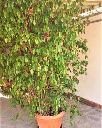Pianta Ficus Benjamin
