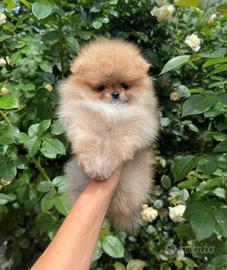 Spitz di pomerania Toy