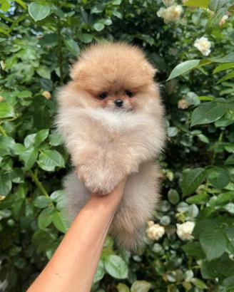 Spitz di pomerania Toy