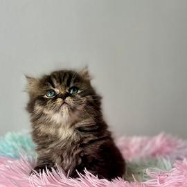 Cucciolo di Persiano Doll Face