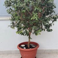 FICUS BENIAMINO