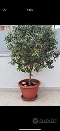 FICUS BENIAMINO