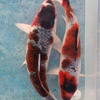 Carpe koi - budo goromo - 31/36 cm circa