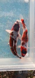 Carpe koi - budo goromo - 31/36 cm circa