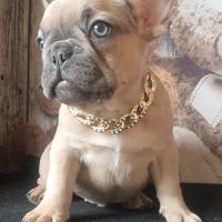 Bulldog francese esotico