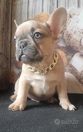 Bulldog francese esotico