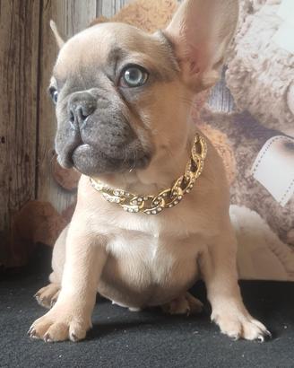 Bulldog francese esotico